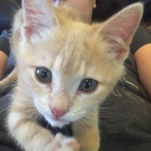 Meet your Posher, Alexis